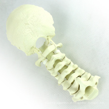 Espinha cervical dos modelos ortopédicos da anatomia normal de TF11 (12322) com Occipital